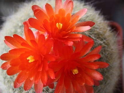 Brasilicactus haselbergii