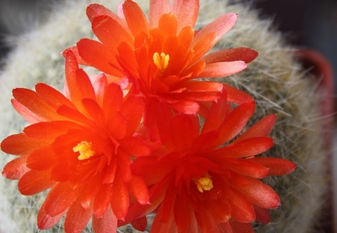Brasilicactus haselbergii (1958 відвідувань) Brasilicactus haselbergii