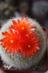 Brasilicactus haselbergii