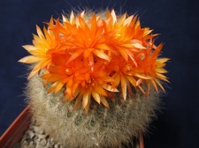 Brasilicactus haselbergii DA FG