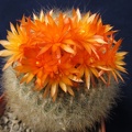 Brasilicactus haselbergii DA FG
