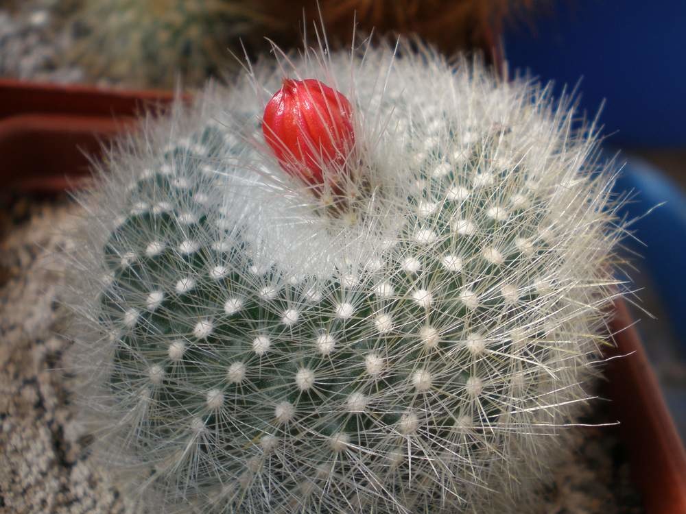 Brasilicactus haselbergii Tit FG