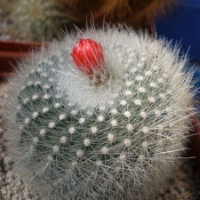 Brasilicactus haselbergii Tit FG