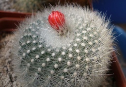 Brasilicactus haselbergii Tit FG