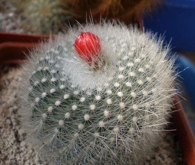 Brasilicactus haselbergii Tit FG