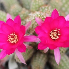 Chamaelobivia sp  Sobolev