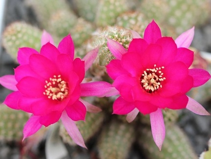 Chamaelobivia sp  Sobolev