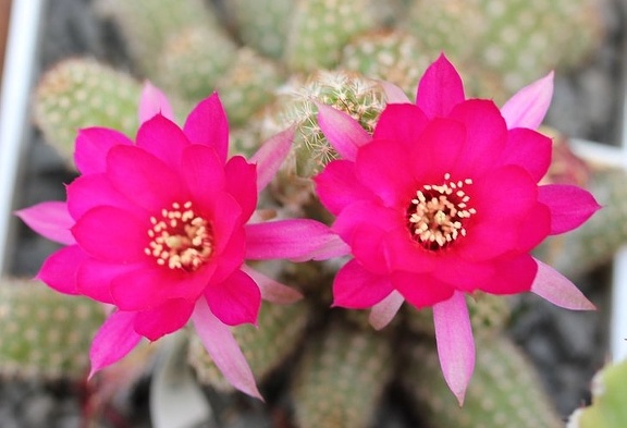 Chamaelobivia sp  Sobolev