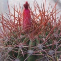 Denmoza rhodacantha