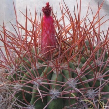Denmoza rhodacantha