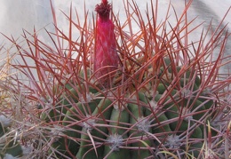 Denmoza rhodacantha