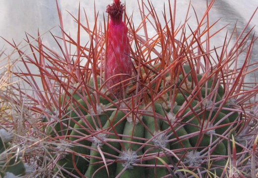 Denmoza rhodacantha