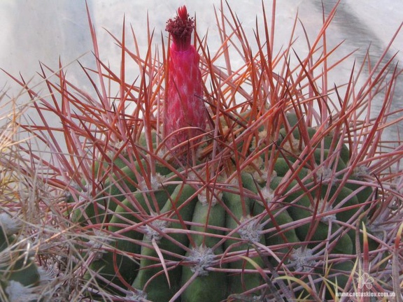 Denmoza rhodacantha