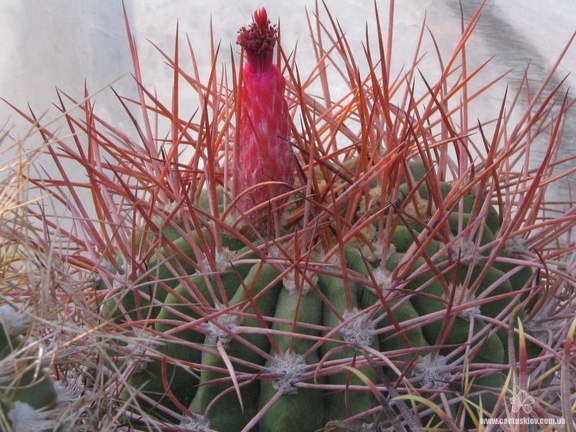 Denmoza rhodacantha (3963 відвідувань) Фото и растение Владимира Фоменко (Запорожье) Denmoza rhodacantha