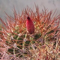 den rhodacantha Fom