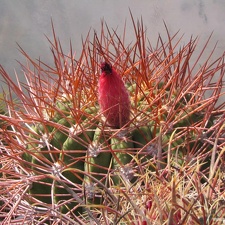 den rhodacantha Fom