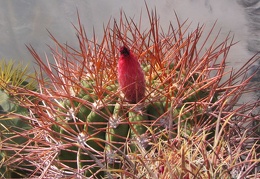 den rhodacantha Fom
