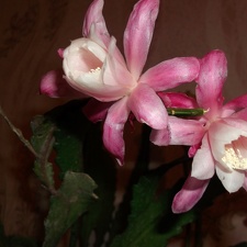 Epiphyllum  Deutsche Kaiserin
