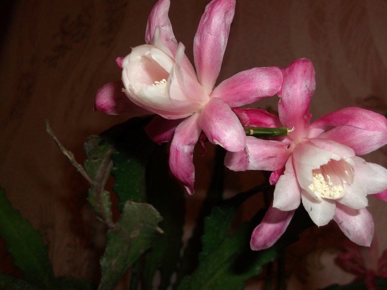 Epiphyllum  Deutsche Kaiserin