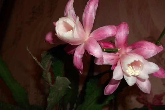 Epiphyllum  Deutsche Kaiserin