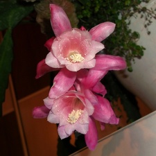 Epiphyllum  Deutsche Kaiserin  