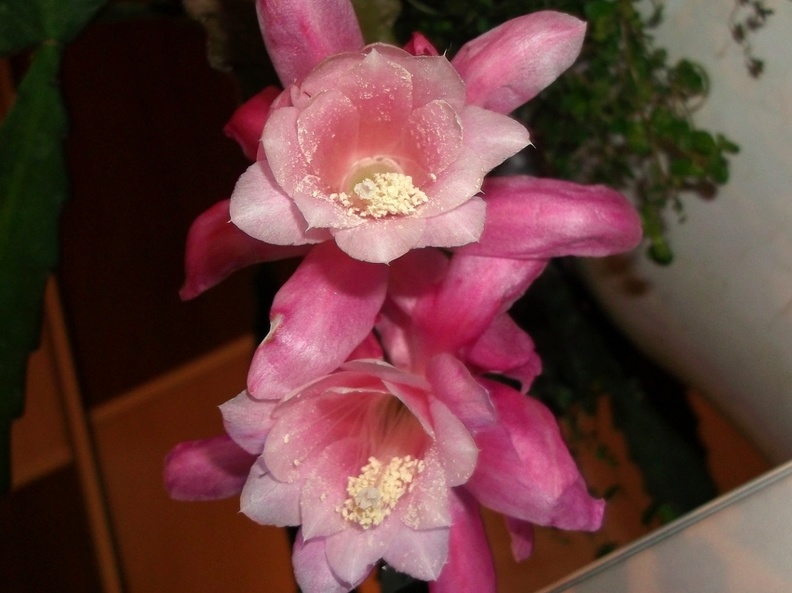 Epiphyllum  Deutsche Kaiserin  