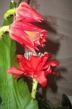 Epiphyllum aff Sabra 1