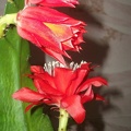 Epiphyllum aff Sabra 1
