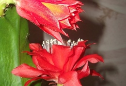 Epiphyllum aff Sabra 1