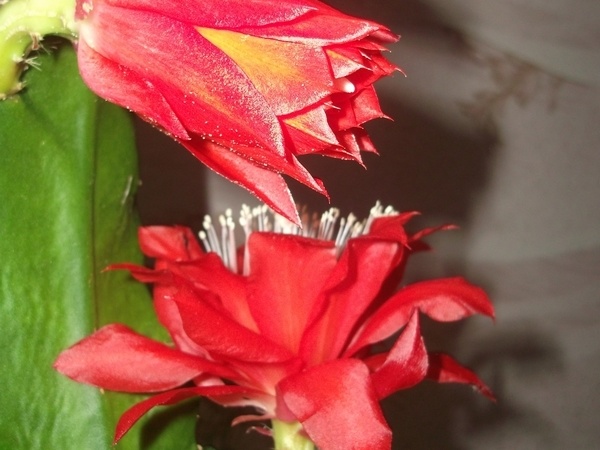 Epiphyllum aff Sabra 1
