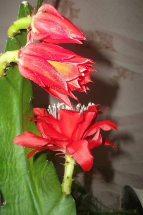 Epiphyllum aff Sabra 1