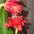 Epiphyllum aff Sabra 1