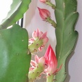 Epiphyllum aff  cv Sabra