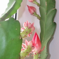 Epiphyllum aff  cv Sabra