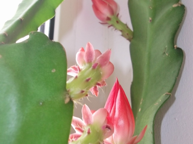Epiphyllum aff  cv Sabra