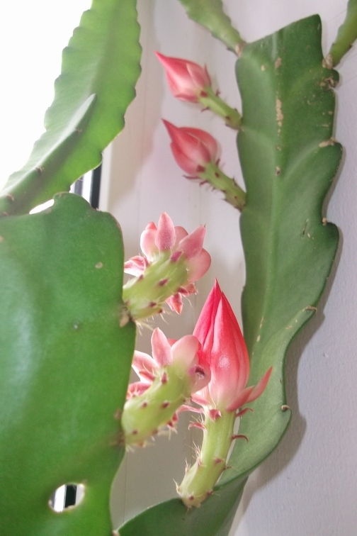 Epiphyllum aff  cv Sabra
