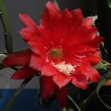 Epiphyllum hybr      