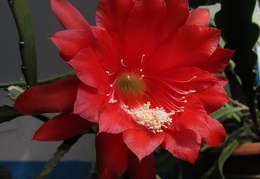 Epiphyllum hybr      