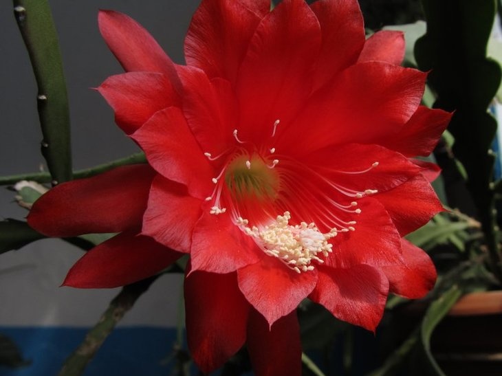 Epiphyllum hybr      