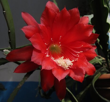 Epiphyllum hybr      