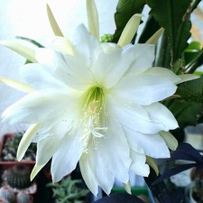 Epiphyllum sp   