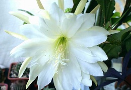 Epiphyllum sp   