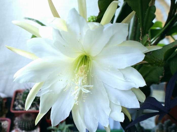 Epiphyllum sp   