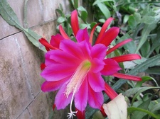 Epiphyllum sp              