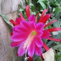 Epiphyllum sp              