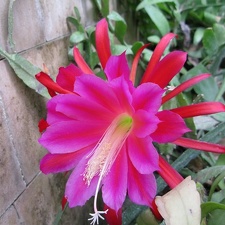 Epiphyllum sp              