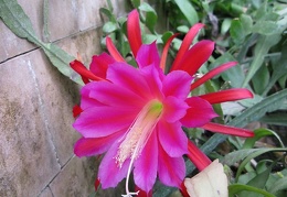 Epiphyllum sp              