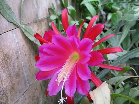 Epiphyllum sp              