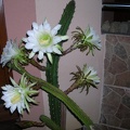 Eriocereus jusbertii