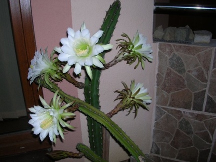 Eriocereus jusbertii